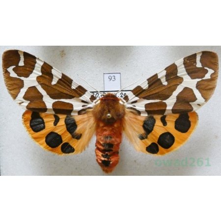 Arctia caja (Linnaeus, 1758) female Niedźwiedziówka kaja Czech93